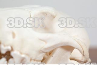 Skull photo reference 0062